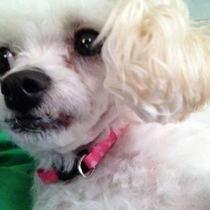 Meet your Posher, Bonnie